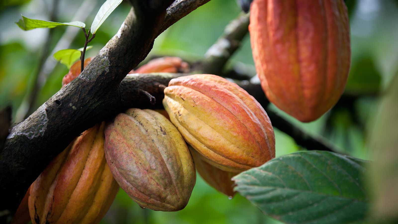 Cacao