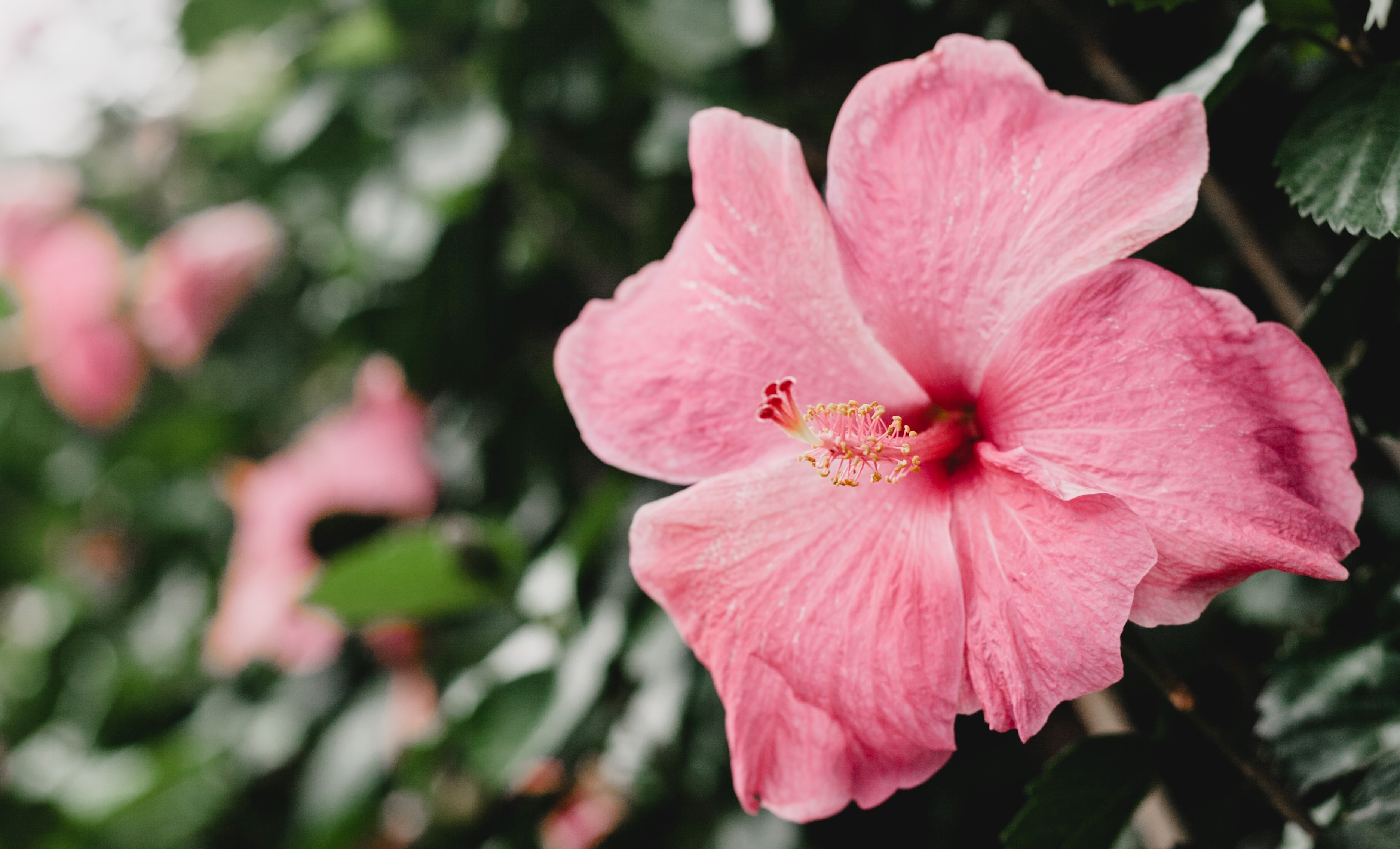 Hibiscus